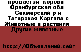 продается  корова  - Оренбургская обл., Сакмарский р-н, Татарская Каргала с. Животные и растения » Другие животные   